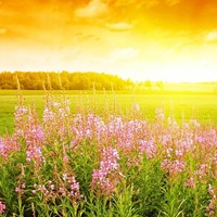 Piante consacrate al sole Piante consacrate al sole