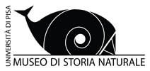 museo storia naturale Pisa
