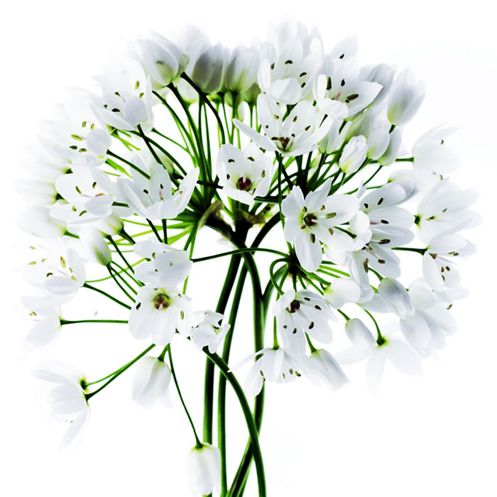 Botanical Art Flowers