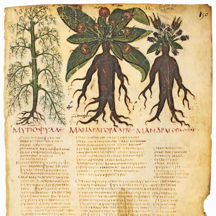 De Materia Medica - Il Dioscoride di Napoli