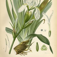 Tavola 92 Iris florentina