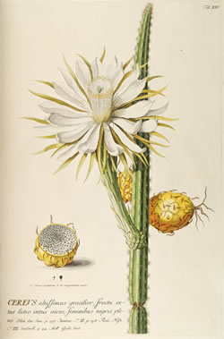 Plantae Selectae