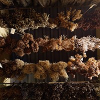 La Stanza delle Erbe La Stanza delle Erbe