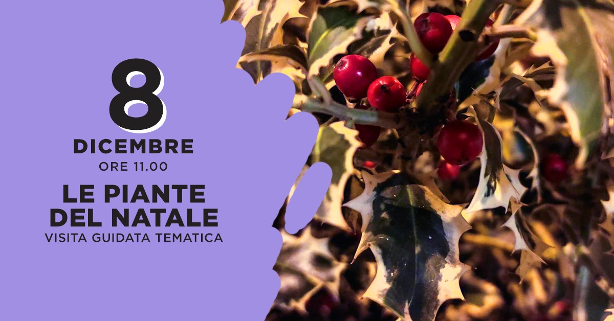 Le piante del Natale - Visita guidata tematica