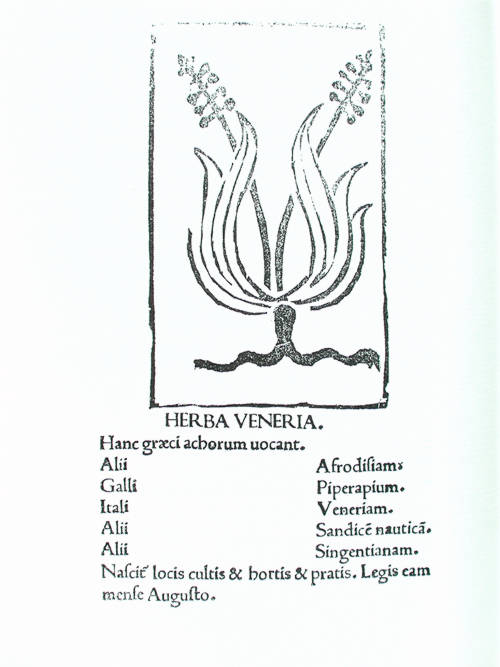 Herbarium Apulei 1481.