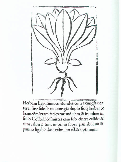 Herbarium Apulei 1481.