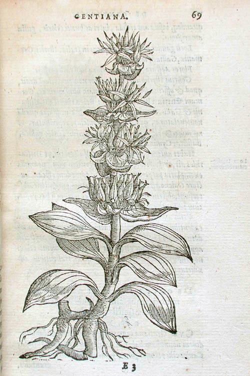 Purgantium aliarumque eo facientium, tum et Radicum, Convolvulorum ac deleteriarum herbarum historiæ libri IIII. Remberto Dodonæo mechliniensi medico auctore.