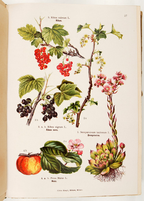 Erbario figurato con speciale riguardo alle piante medicinali. Prefazione del prof. O. Mattirolo. Seconda edizione rifatta con 123 incisioni e atlante di 86 tavole a colori.