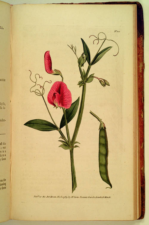 The Botanical Magazine; or, Flower - Garden Displayed: in which the most ornamental foreign plants, cultivated in the open ground, the green - house, and the stove, are accurately