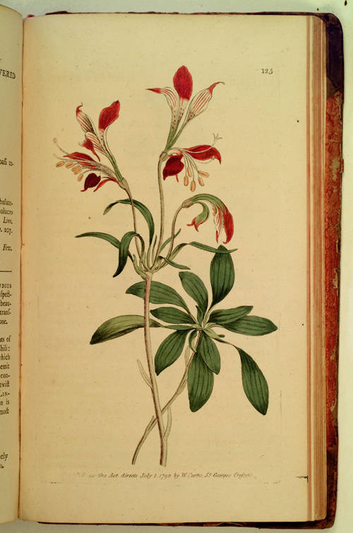 The Botanical Magazine; or, Flower - Garden Displayed: in which the most ornamental foreign plants, cultivated in the open ground, the green - house, and the stove, are accurately