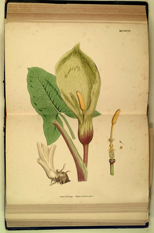 English botany; or coloured figures of British plants. Edited by John T. Boswell, LL.D., F.L.S., etc., [...] The popular portion by Mrs Lankester [...]. Volume IX. Typhaceae to Liliaceae.