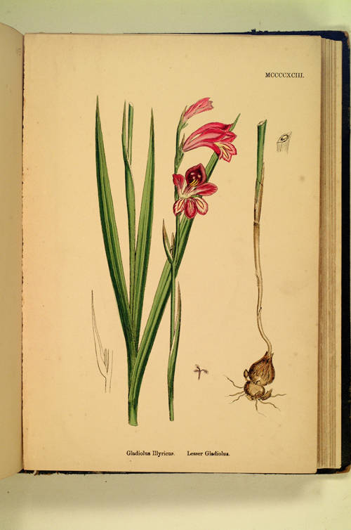 English botany; or coloured figures of British plants. Edited by John T. Boswell, LL.D., F.L.S., etc., [...] The popular portion by Mrs Lankester [...]. Volume IX. Typhaceae to Liliaceae.