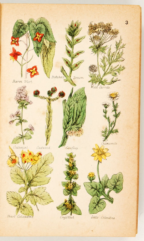 Culpeper's complete herbal: consisting of a comprehensive description of nearly all British and foreign herbs; with their medicinal properties and directions for compounding the medicines extracted from them.