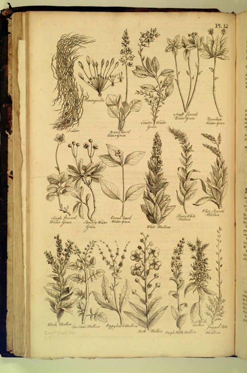 The British Herbal: an history of plants and trees, natives of Britain, cultivated for use, or raised for beauty. By John Hill, M. D.