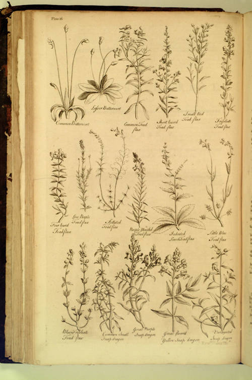 The British Herbal: an history of plants and trees, natives of Britain, cultivated for use, or raised for beauty. By John Hill, M. D.