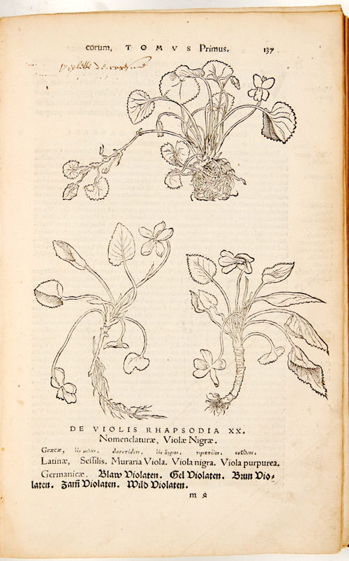 Herbarium vivae eicones ad naturae imitationem summa cum diligentia et artificio effigiatae, (...).