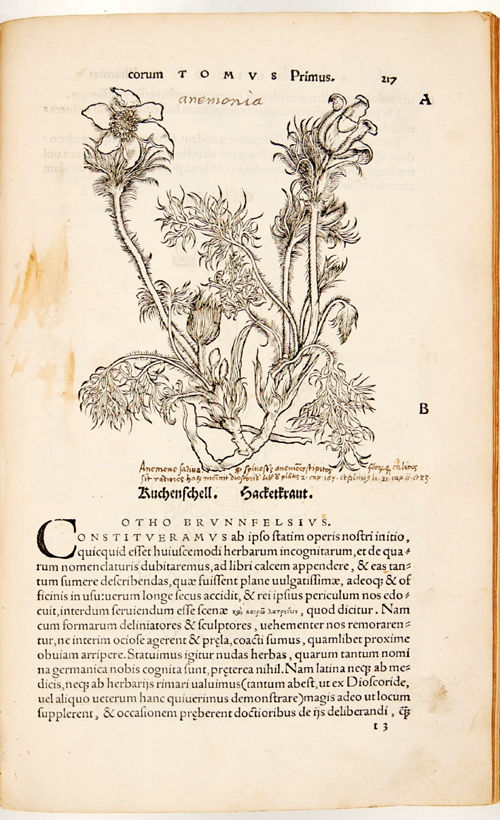 Herbarium vivae eicones ad naturae imitationem summa cum diligentia et artificio effigiatae, (...).