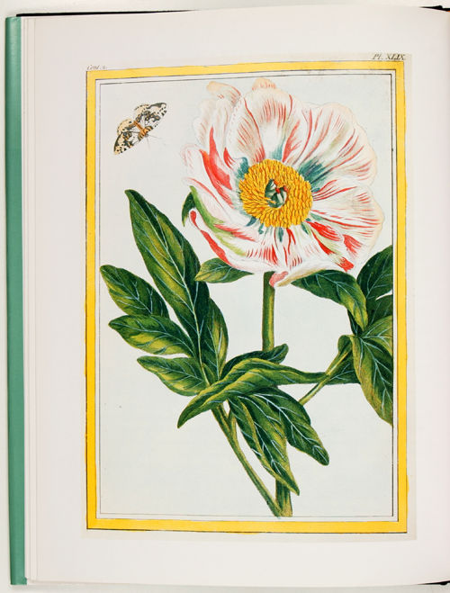 Great flower books 1700 - 1900. A bibliographical record of two centuries of finely-illustrated flower books. By Sacheverell Sitwell and Wilfrid Blunt.