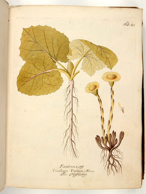 Icones plantarum medico-oeconomico-technologicarum cum earum fructus ususque descriptione Volum.I [...]