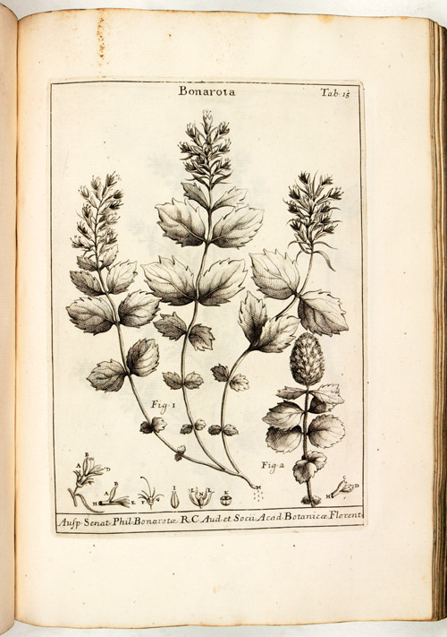 Nova plantarum genera iuxta Tournefortii methodum disposita quibus plantae 1900 recensentur ... quarum vero figuram exhibere visum fuit,